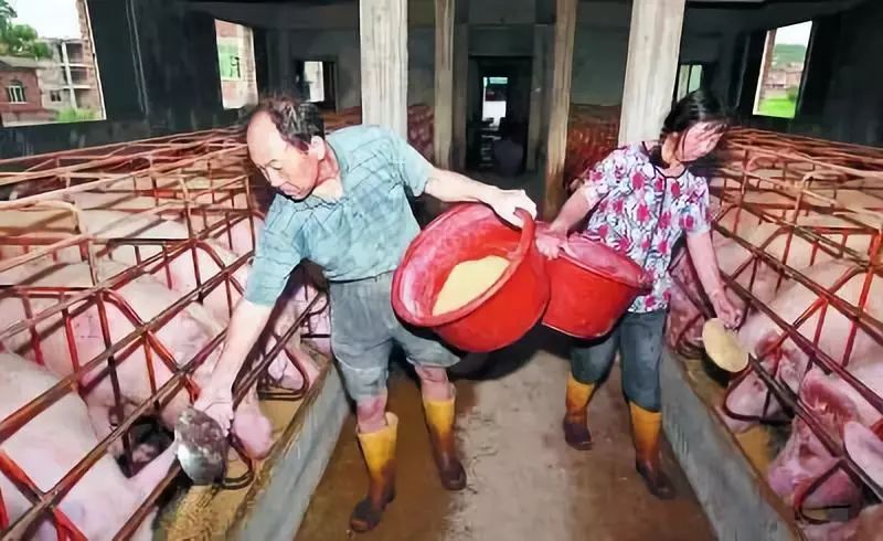 养猪怎么才能提高经济效益,养猪的经济效益和社会效益