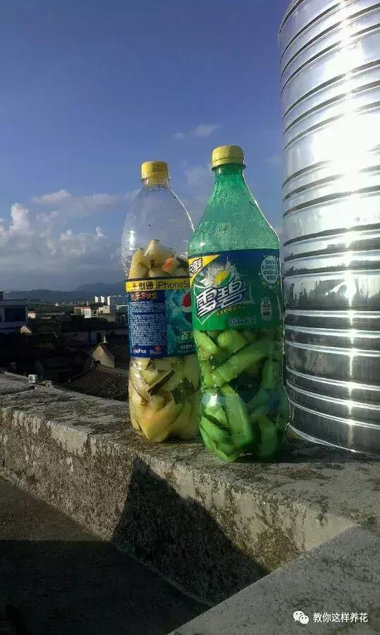 绿萝浇了牛奶叶子发黄,绿萝浇淘米水后叶子大面积发黄