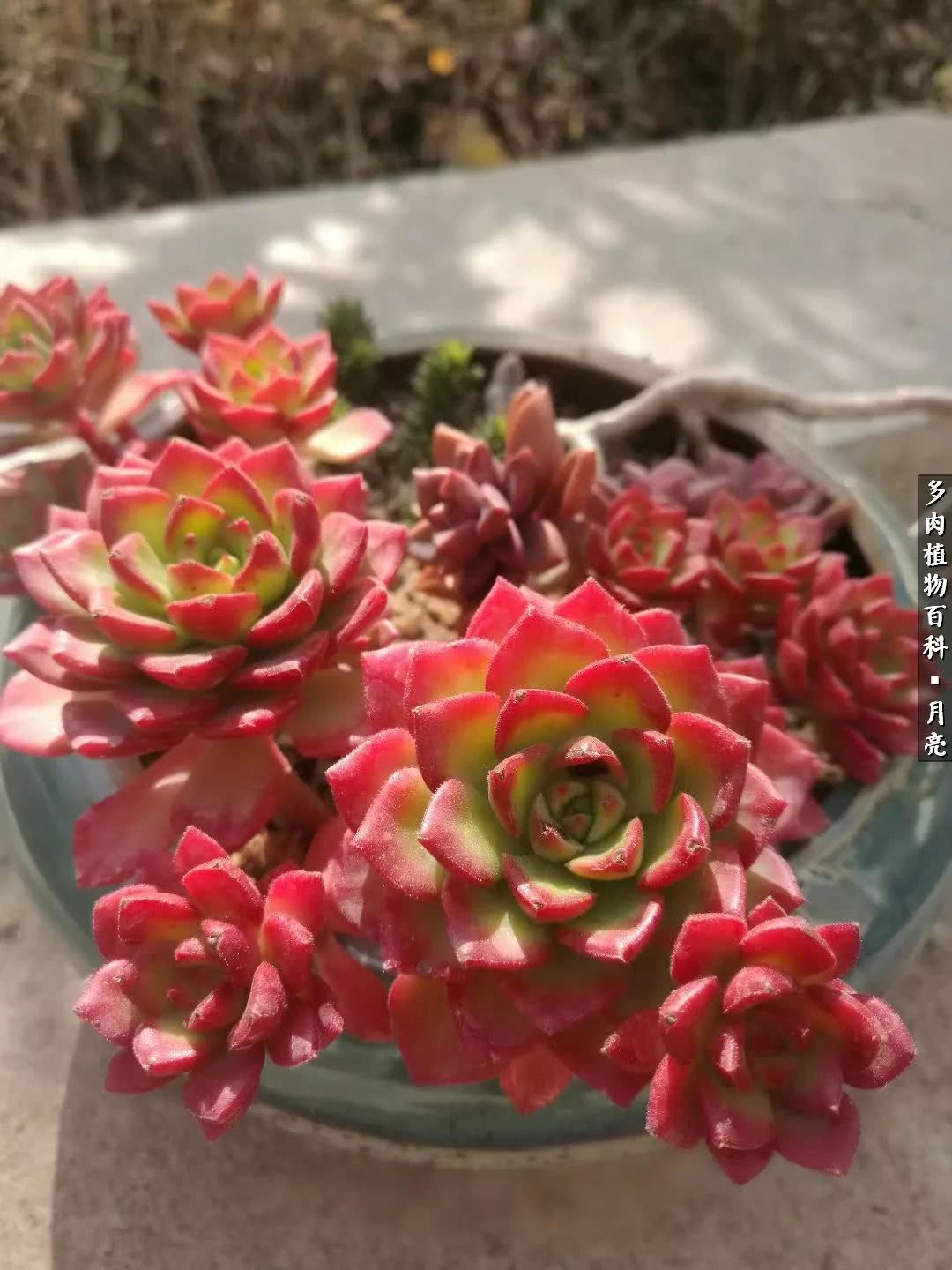 养了五年多肉没一盆“干货”？终于总结出原因了！