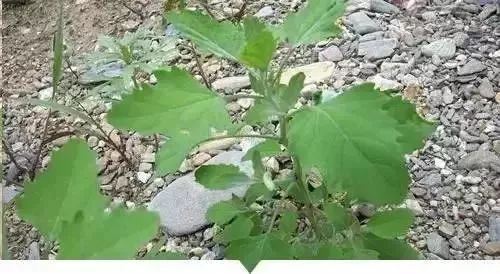 赣榆人讨厌的这个野果子，有人专门来捡赚钱，榨油吃了能防癌……