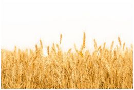 丰收节献五谷,丰收节五谷不分技巧