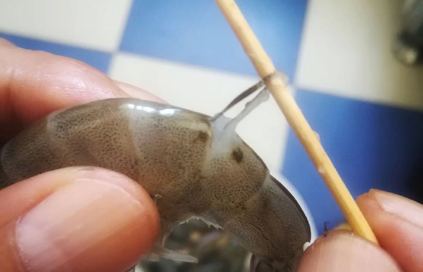 中秋菜谱之正宗烤箱版蒜蓉虾