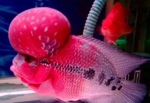 罗汉鱼喂食技巧,罗汉鱼怎么饲养