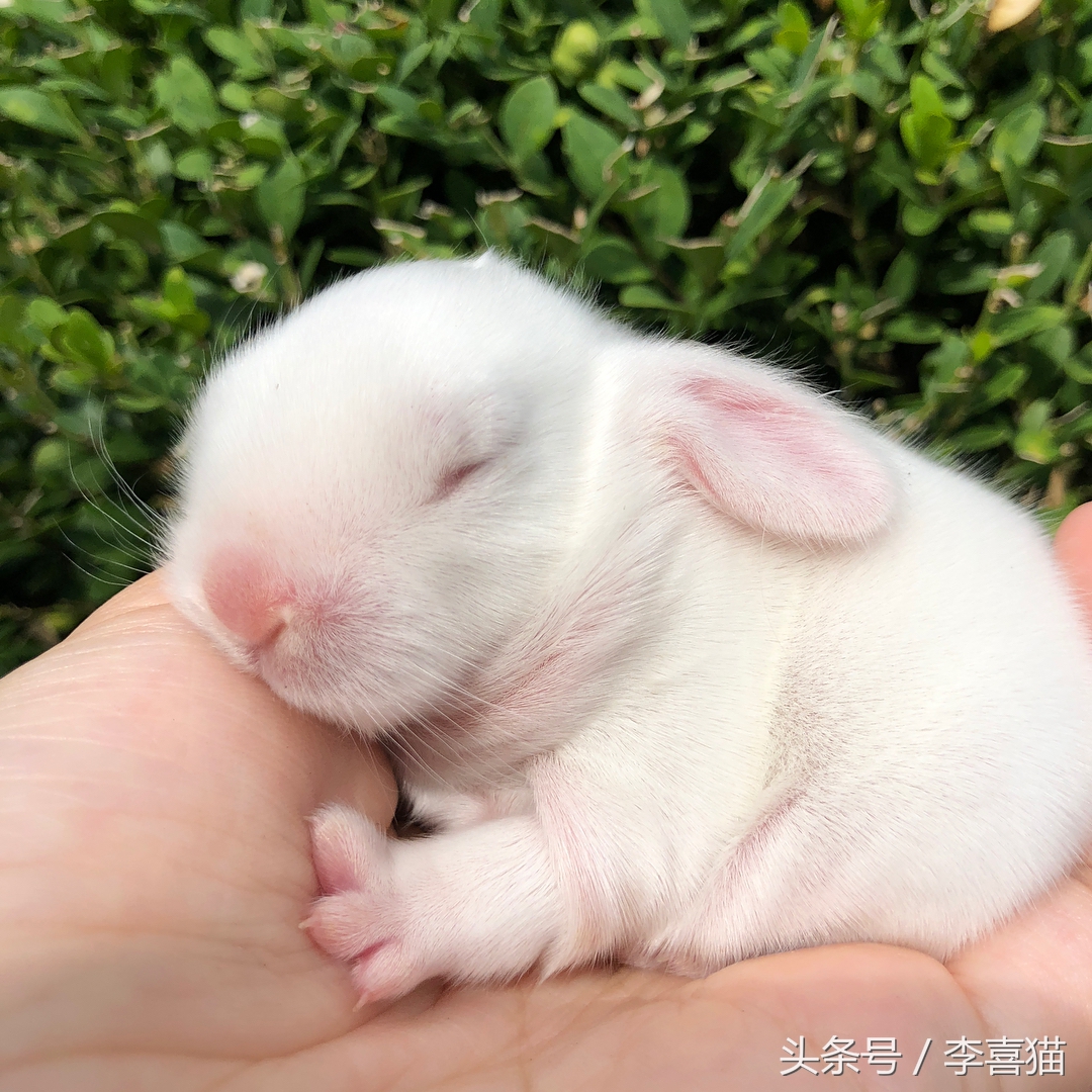 传说中的玉兔是不是嫦娥的宠物,中秋节的玉兔捣药