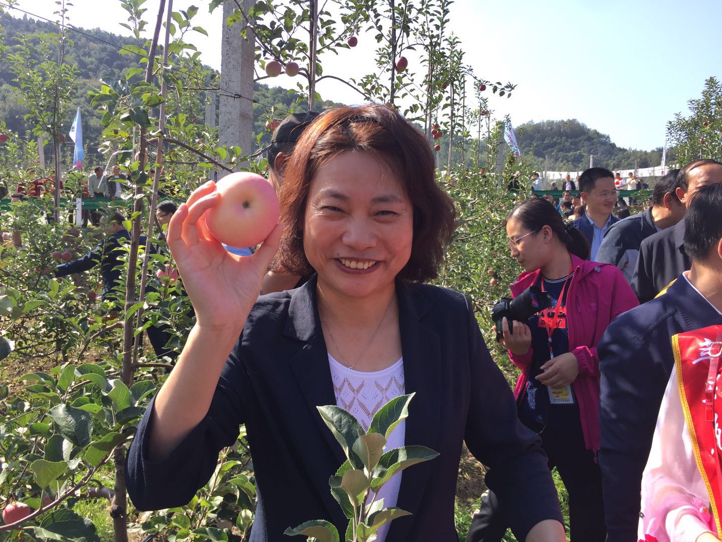 灵宝苹果采摘节开幕式,河南灵宝苹果熟了邀您来采摘