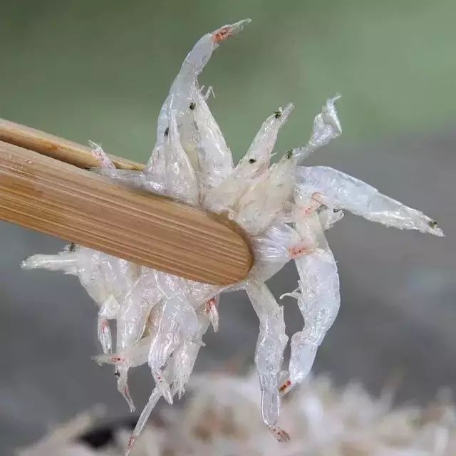 虾皮特级无盐补钙儿童,含钙量最高的食物排名虾皮和牛肉