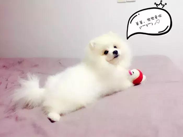 饲养博美常识大全,博美的饲养方法和注意事项