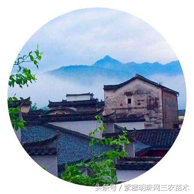 宏村古镇旅游攻略住宿,宏村婺源景德镇旅游攻略