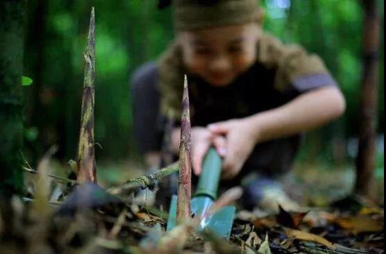 南川方竹笋哪里正宗,笋中之王南川方竹笋