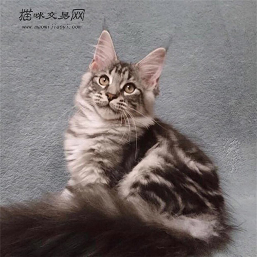 缅因猫性格好吗值得养吗,选猫推荐