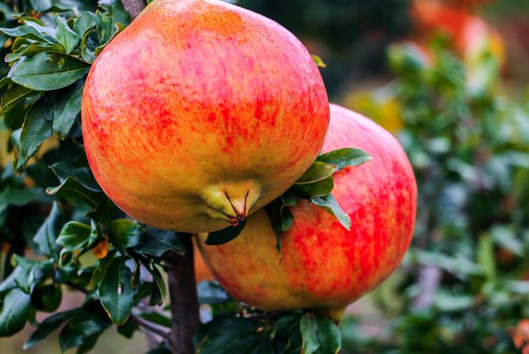 “可以吃的雅诗兰黛”？当季正大量上市，女性朋友特别注意了