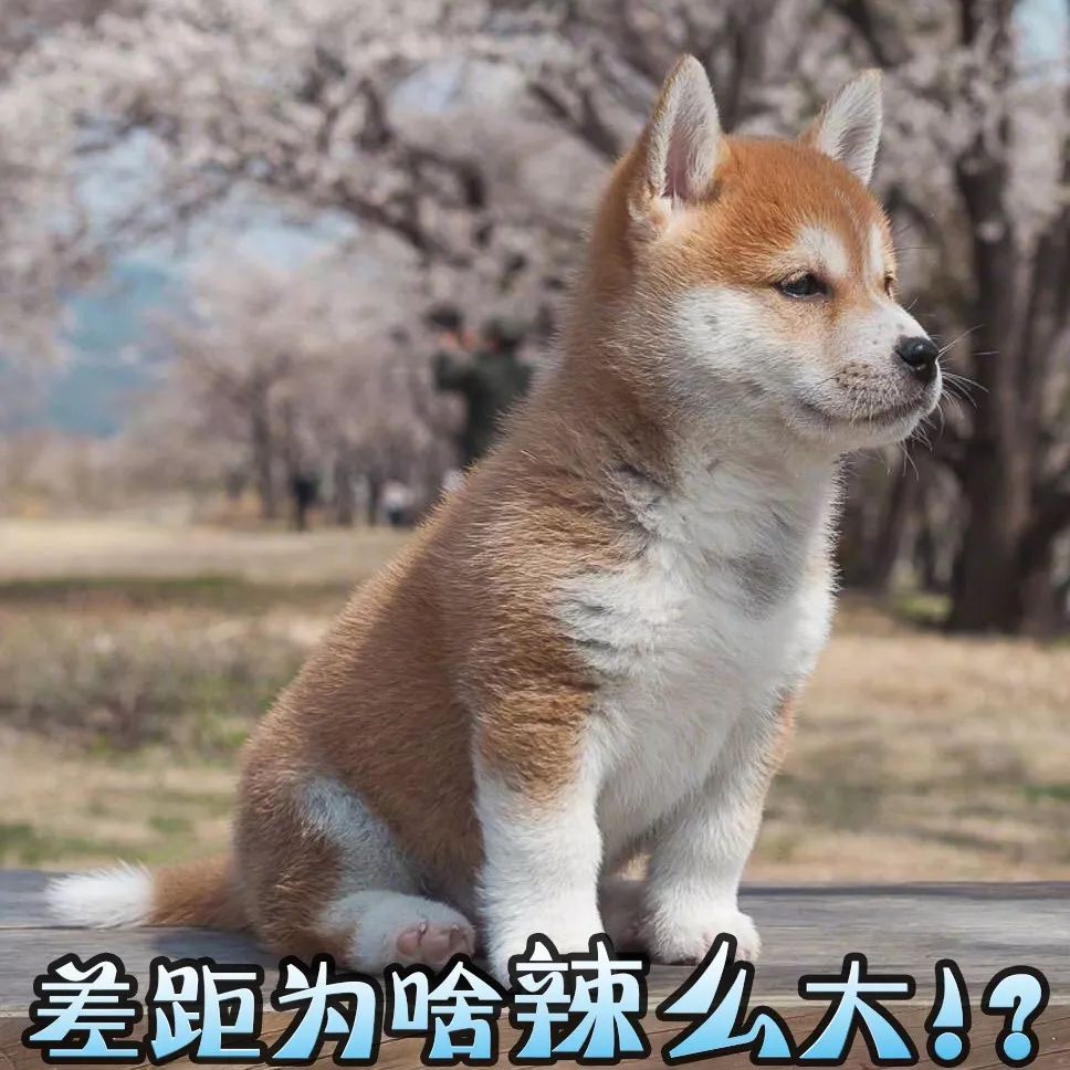 丁磊亲自取名,在价值4亿的私人飞机上开派对,TA凭什么?