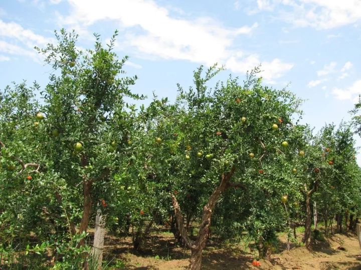 正宗品种嫁接突尼斯软籽石榴,精品高杆突尼斯软籽石榴