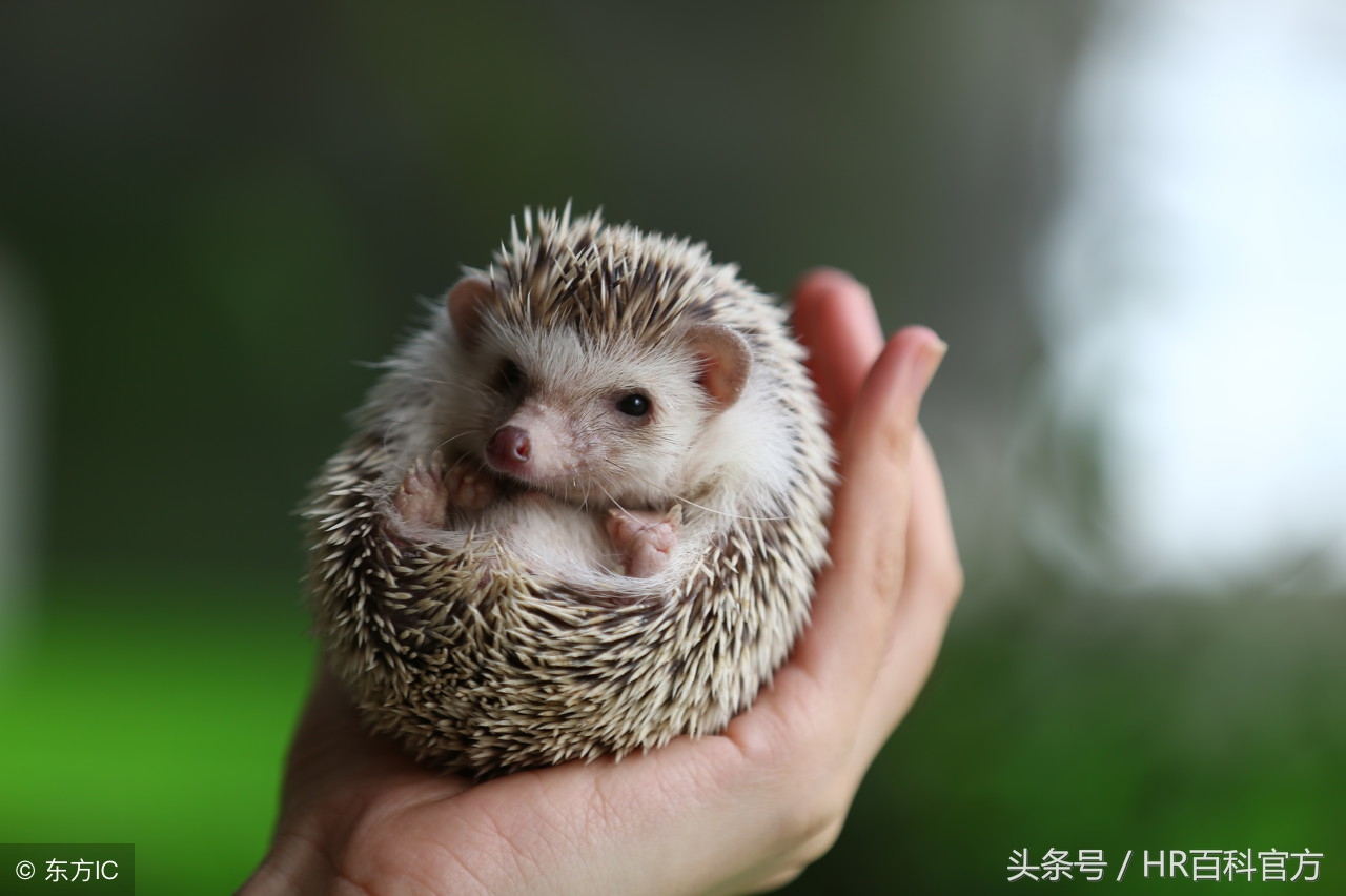 HR态度篇：做“耐”、“撕”的刺猬