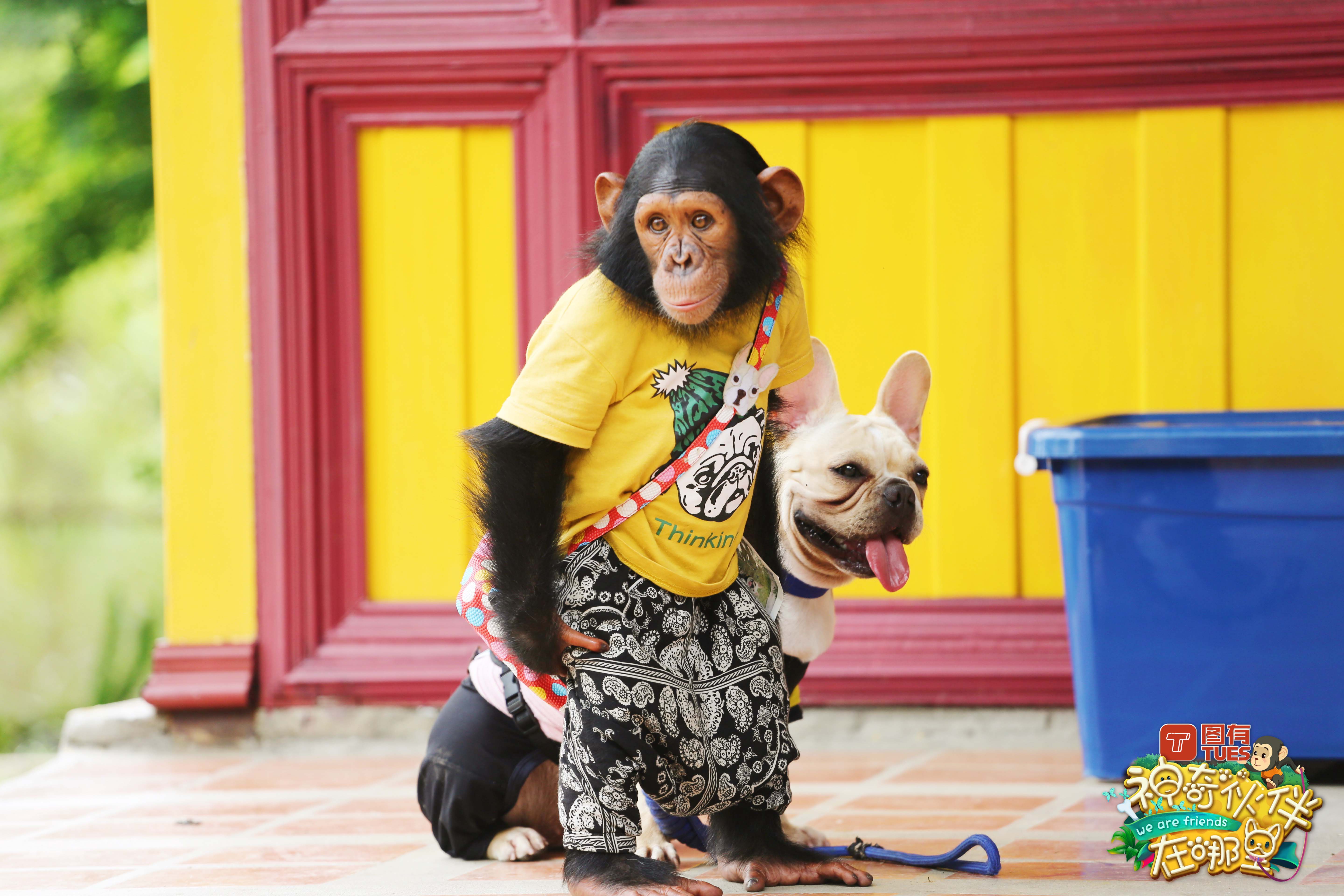 这档动物互动秀有什么治愈“疗法”？解读《神奇伙伴》快乐密码