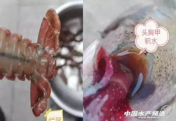 小龙虾放苗后死亡是啥原因,小龙虾生病死亡的症状