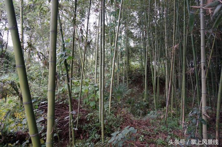 关公父子是怎么遇害的,关公败走麦城如何被杀