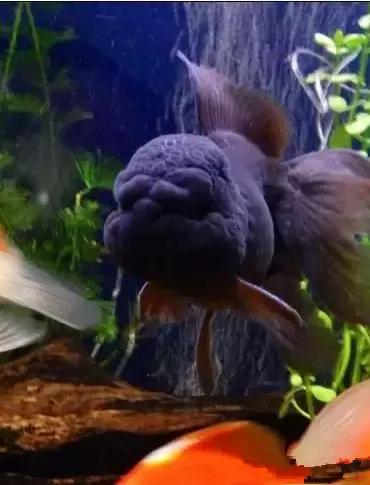 金鱼养眼,十大观赏小型金鱼