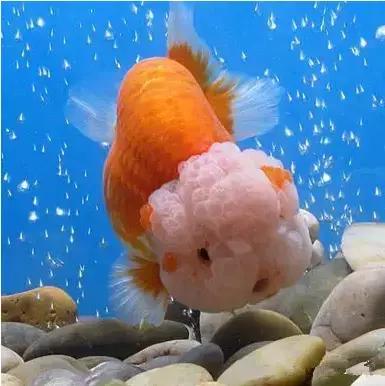 金鱼养眼,十大观赏小型金鱼