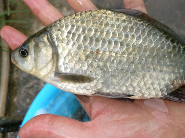 深秋用蚯蚓钓鲫鱼怎样避开小杂鱼,深秋钓鲫鱼拉饵怎样避开杂鱼
