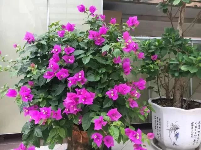 给花浇凉白开,给花浇多菌灵水会怎样