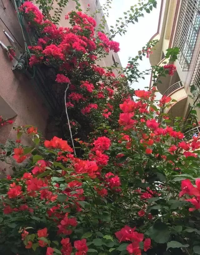 给花浇凉白开,给花浇多菌灵水会怎样