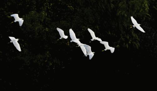 定居成都的最快方法,定居成都需要什么条件