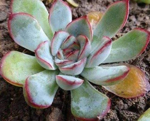 新买多肉上盆叶片烂掉怎么办,多肉叶子化水怎么救