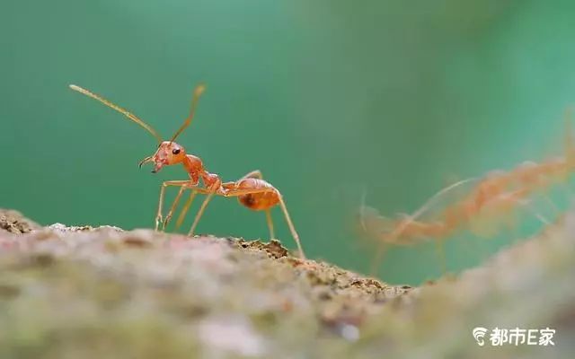 男子被马蜂蛰三下后去世,男子被黄蜂蜇致其身亡