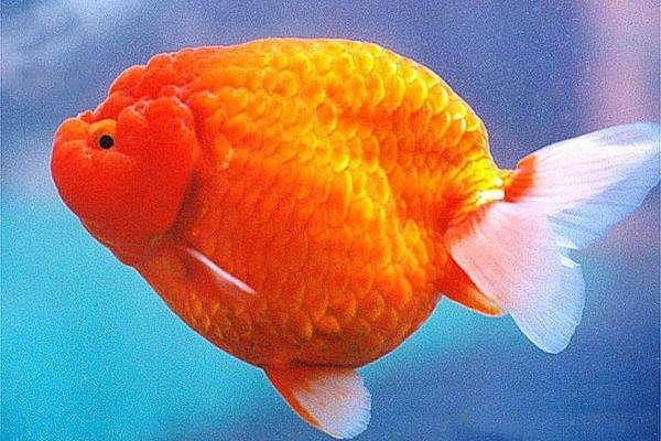 兰寿都是短尾巴吗,兰寿为什么短尾