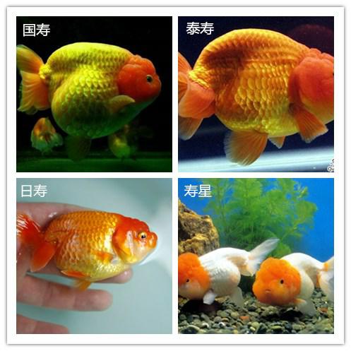 兰寿都是短尾巴吗,兰寿为什么短尾