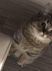 长假在即，铲屎官不敢出门？智能神器来帮你！