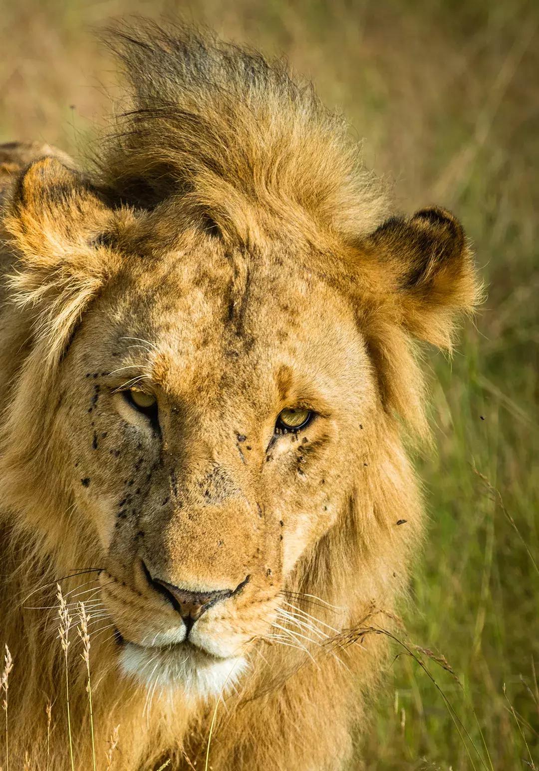 非洲丨生命大迁徙的狂奔之旅