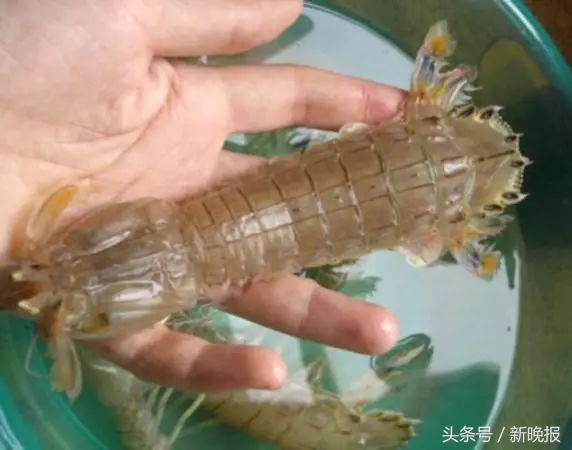 被鲈鱼扎了一下手截肢才保住命,被鲈鱼扎到手过两分钟愈合了