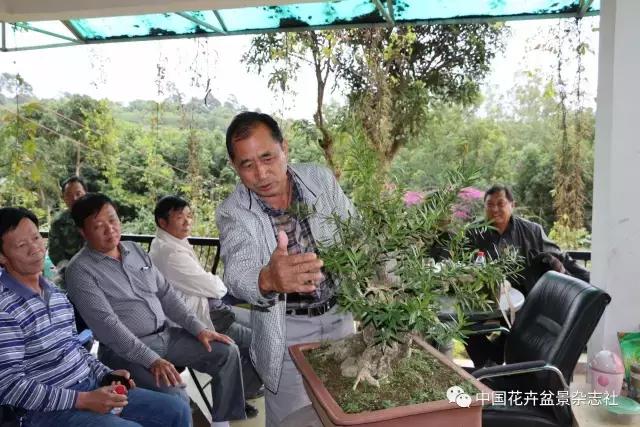 原生桩造型,原生苗盆景定型