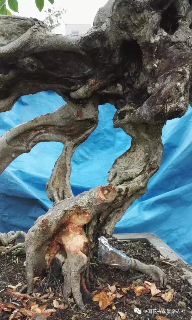 原生桩造型,原生苗盆景定型