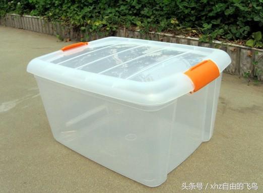 新手养龟该注意什么,新手养龟该怎么养