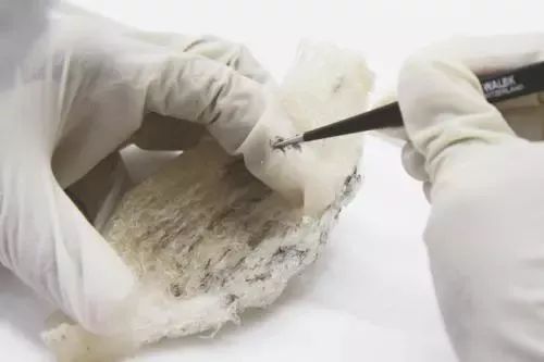 燕窝科普,科普燕窝