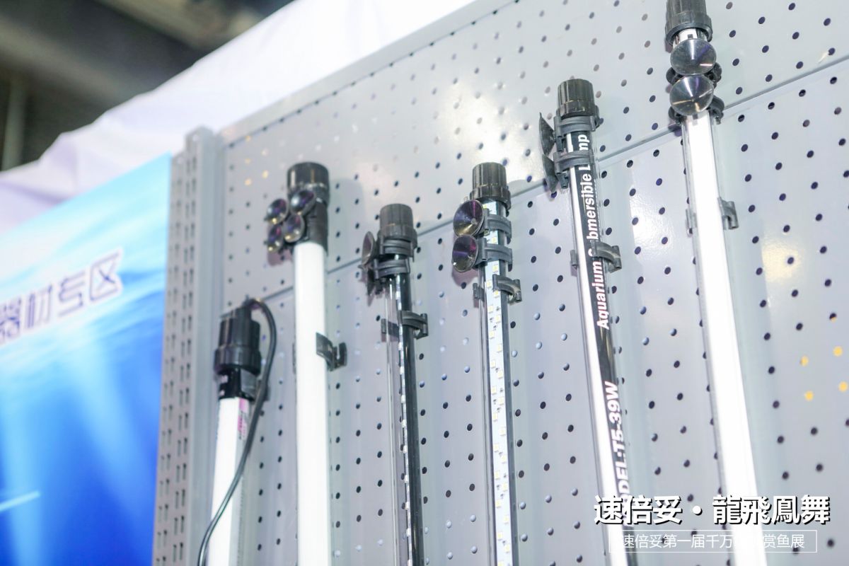 十大顶级巨型观赏鱼视频播放,顶级观赏鱼高清全屏视频