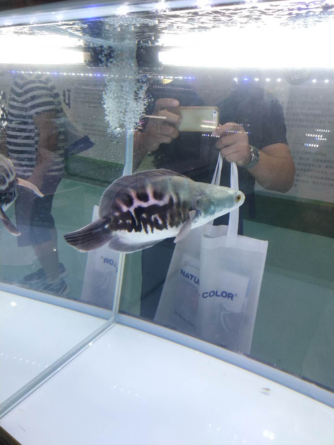 十大顶级巨型观赏鱼视频播放,顶级观赏鱼高清全屏视频