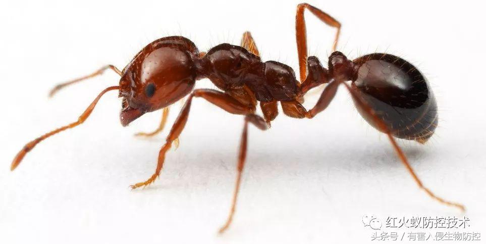 生物入侵红火蚁视频,红火蚁为什么是入侵物