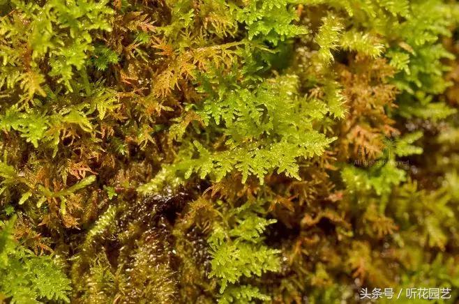 苔藓王国,奇妙的苔藓世界