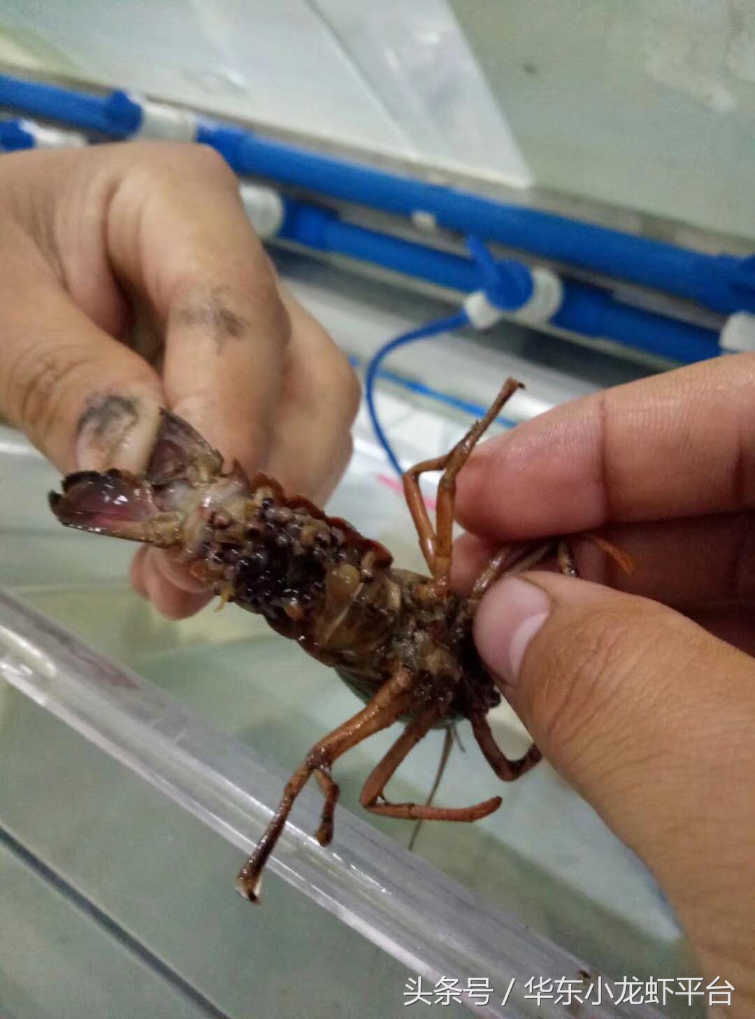 小龙虾如何判断受孕母虾,如何分辨小龙虾是不是准备产卵