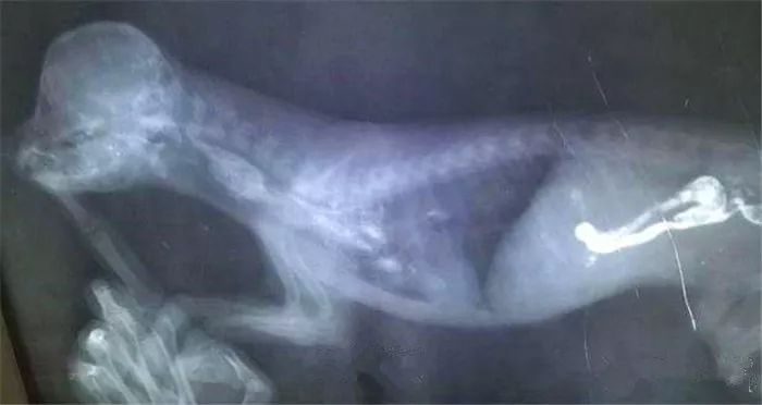 比熊精神状态好呕吐怎么回事,比熊狗狗呕吐吃什么药