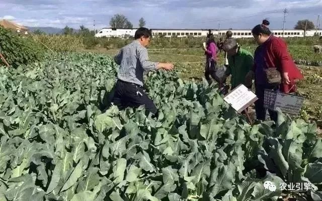 冷清的农家院被设计师折腾坏了成了京城第一精致生态农场