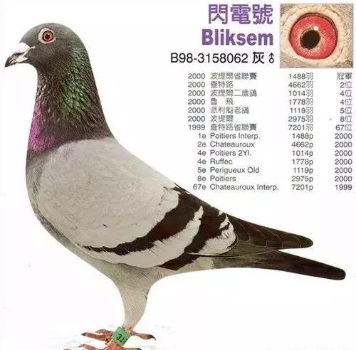 鸽龄鉴别最简单方法,好赛鸽的鉴别方法