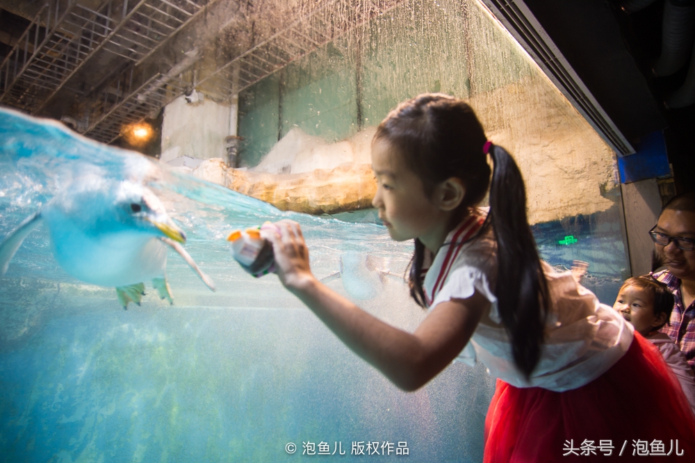 大连极地企鹅,南极企鹅求婚视频