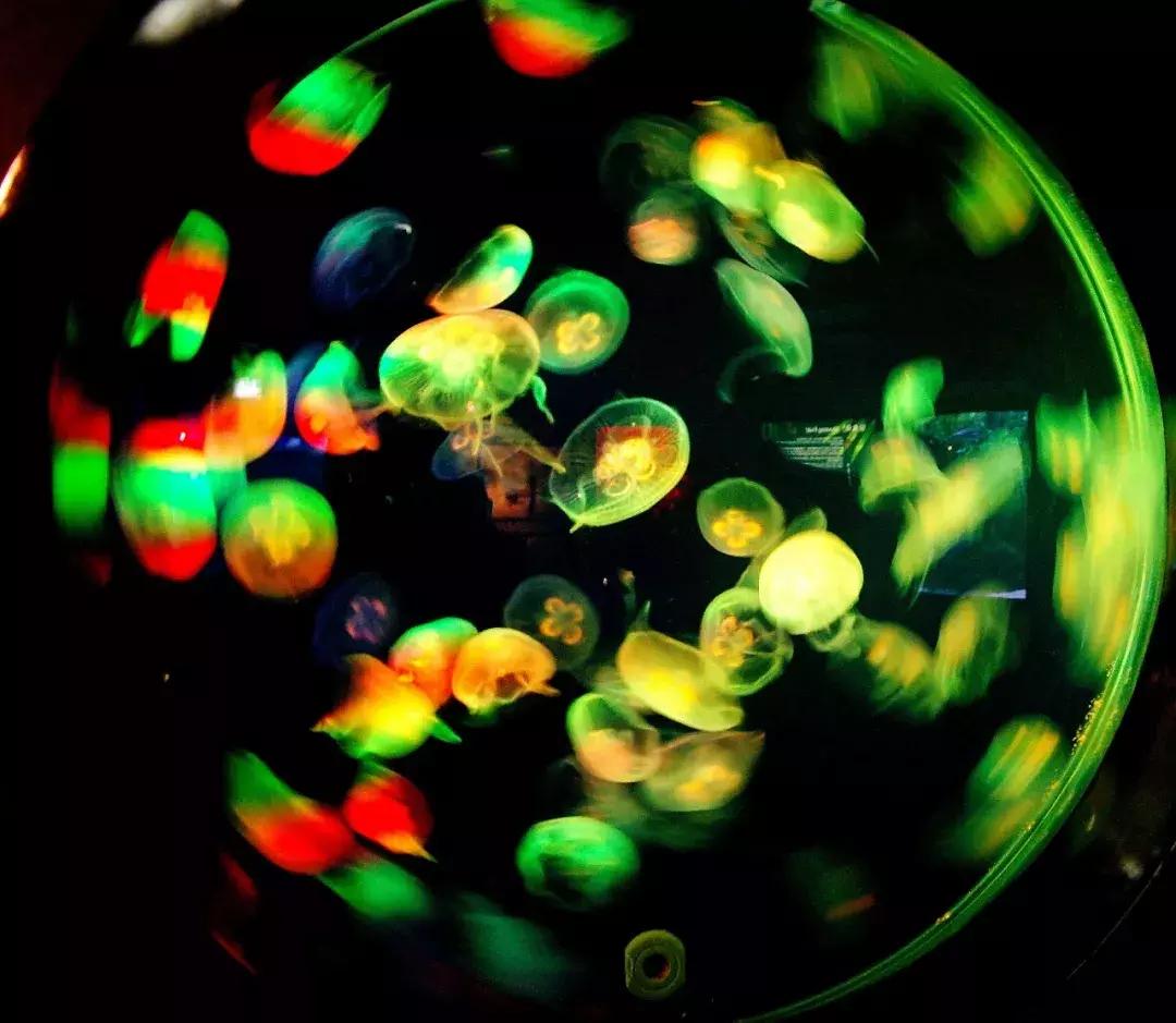 海底世界乐高大颗粒简单版,富国游海底世界