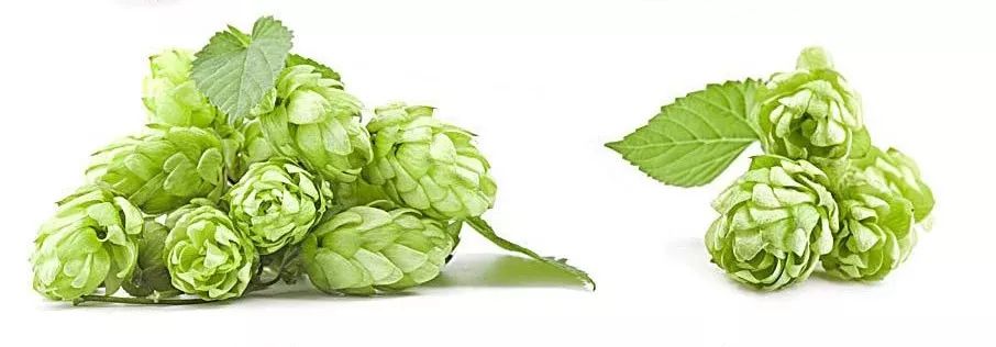 啤酒苦的为什么那么多人喜欢喝,啤酒苦得要命