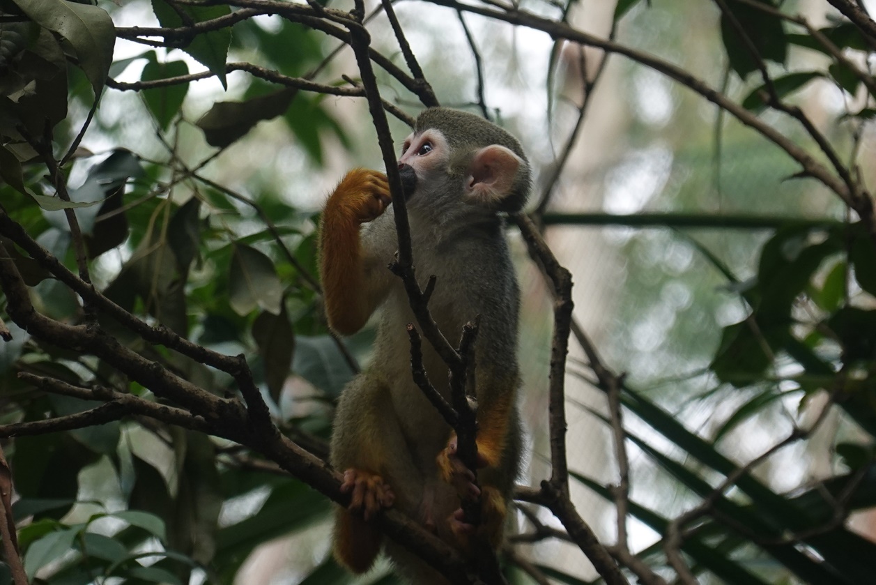 有舍有得，RX100M6长隆野生动物园中秋行摄记